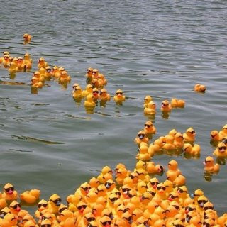 Incepe festivalul Bega Bulevard. Cumpara o ratusca pentru pregatirea mai buna a pompierilor