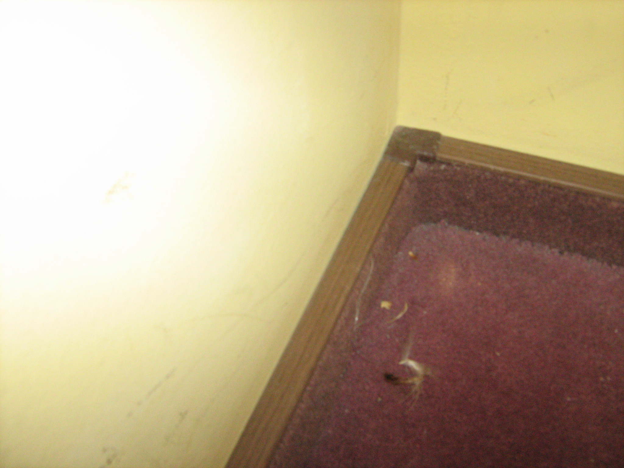 "Conditii" de trei stele la Predeal! Igrasie, mizerie si mucegai!