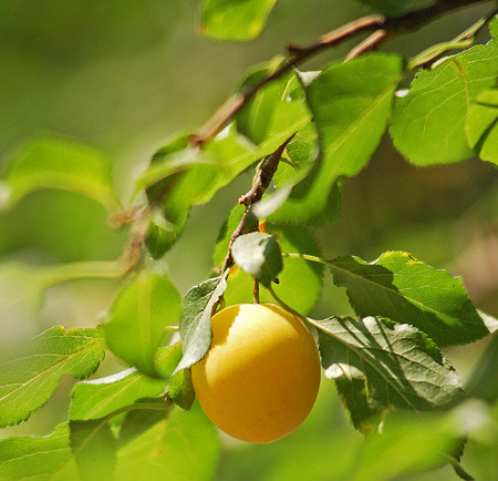 O fetita a murit din cauza unei corcoduse!
