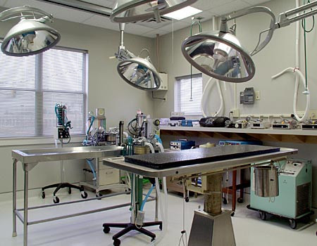 Exista viata dupa moarte. Organele unui tanar decedat salveaza sase vieti