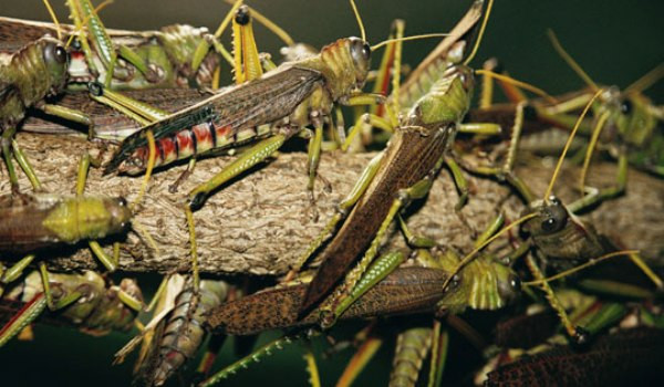 Israelul se confrunta cu cea mai mare invazie de lacuste din ultimii 98 de ani. VIDEO