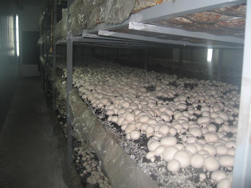 Afla cum poti sa ai o afacere profitabila cultivand ciuperci!