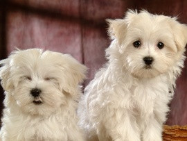 Peste 100.000 de animale de companie din Cluj vor fi vaccinate antirabic