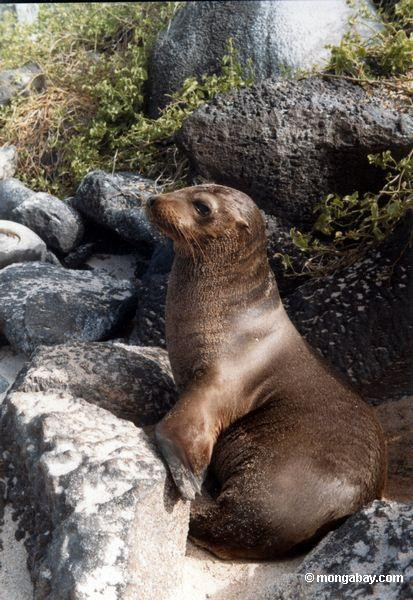 Ambuteiaj pe o autostrada din California din cauza unui leu de mare!