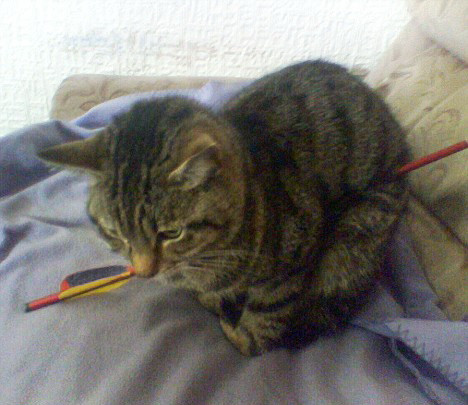 Miauci! Un pisoi a stat o saptamana cu o sageata infipta in el!