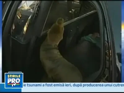 Ambuteiaj pe o autostrada din California din cauza unui leu de mare!