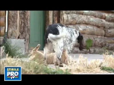 Prietenie intr-o lume salbatica