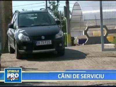 Cainii au "invadat" birourile din Romania. Vezi aici de ce!