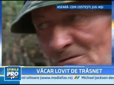 Vacar omorat de traznet intr-o comuna din Iasi!