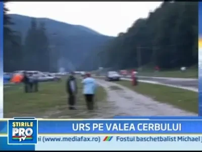 Ursii gunoieri s-au mutat din Sinaia la Busteni, pe Valea Cerbului