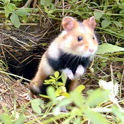 Comisia Europeana sare in ajutorul hamsterilor!