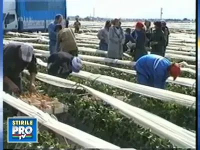 Amenzi usturatoare pentru emigrantii care nu-si trateaza responsabil copiii