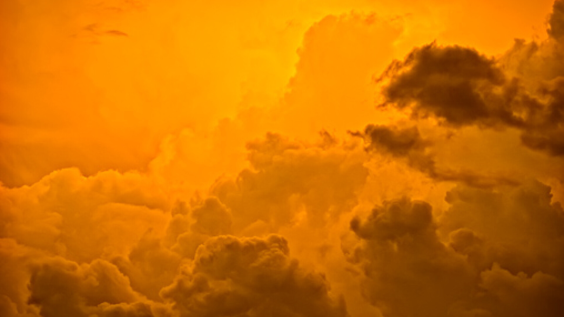 Sunt portocalii, foarte moi si au forme ciudate!