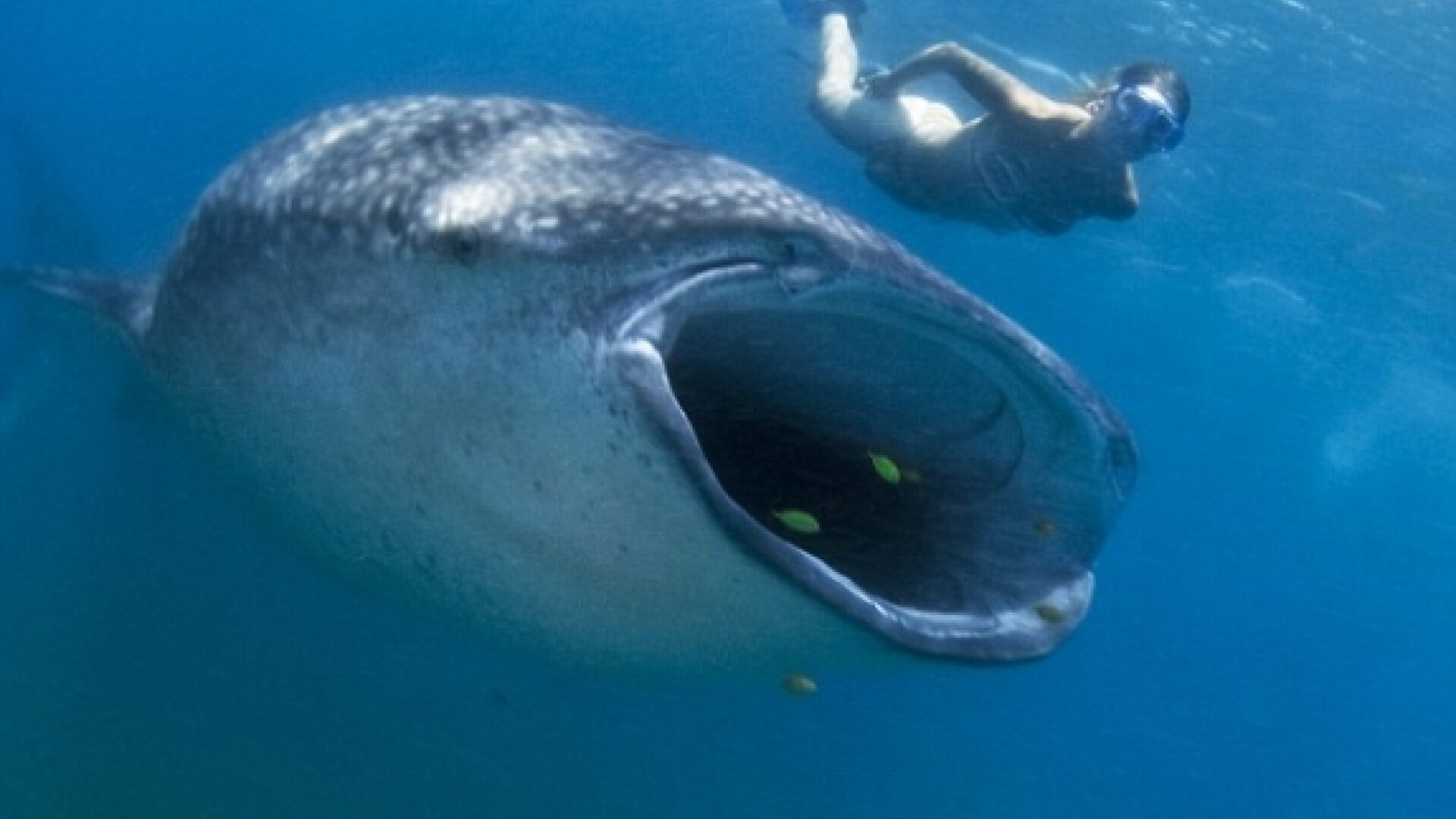 IMAGINEA ZILEI: "Chiar in spatele tau e un rechin urias!"
