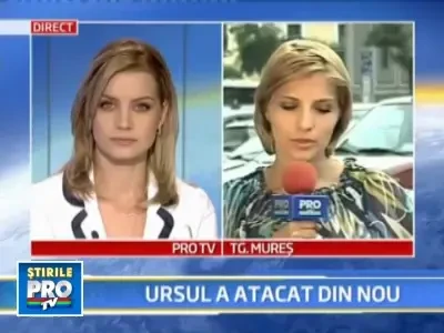 Macel in Mures! Un urs a sfasiat 15 capre si sapte porci