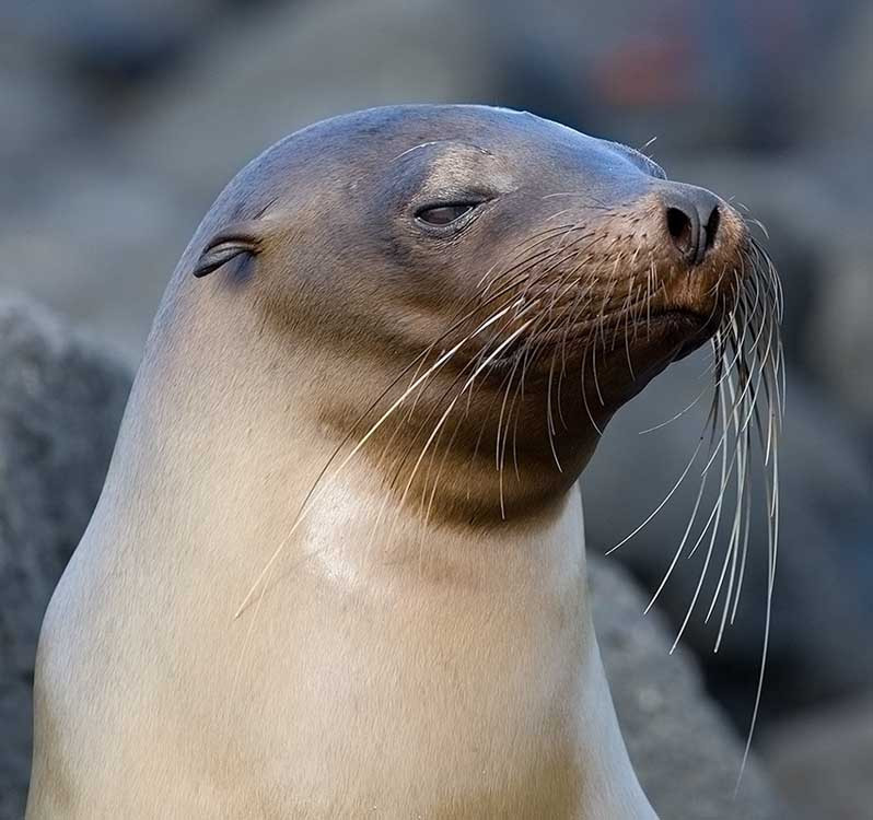 Leul de mare pe acoperisul fierbinte