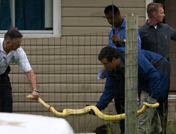 Fetita de 2 ani, omorata de pitonul tinut de parinti in casa