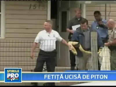 Fetita de 2 ani, omorata de pitonul tinut de parinti in casa