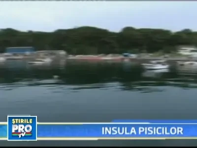 Raiul pisicilor este aici, pe Pamant! Mai exat, pe o insula japoneza