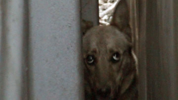 300 de catei, in pericol la Glina, dupa ce apa le-a inundat tarcurile