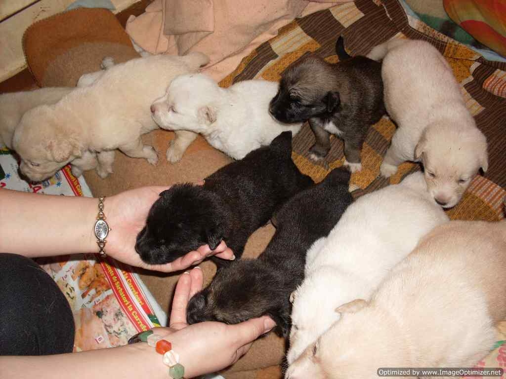 Noua catelusi adorabili asteapta sa fie adoptati! Grabeste-te!