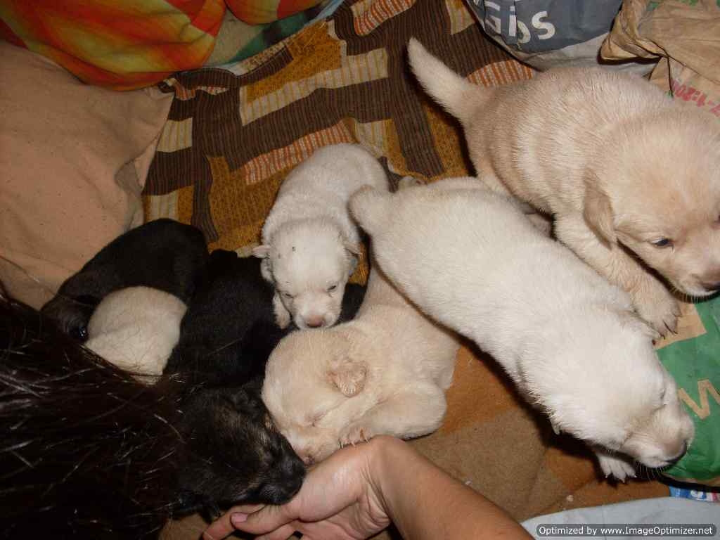 Zeci de animale fara stapan vor fi sterilizate gratuit