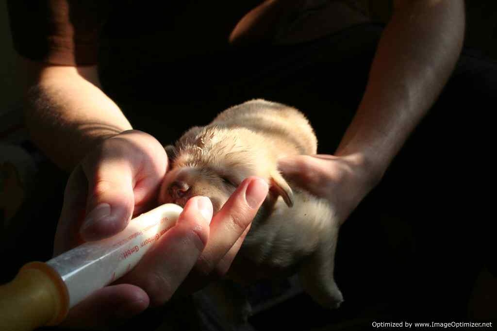 60 de catei fara stapan au de acum o familie, dupa un targ de adoptii