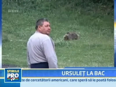 Candidat surpriza la BAC! Un urs a venit sa dea proba de educatie fizica!