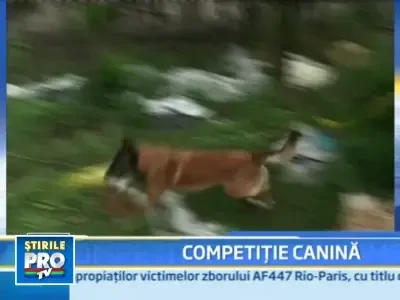 Caini salvatori din 13 tari se intrec zilele acestea la Craiova!