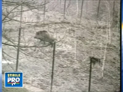 Fostul domeniu de la Balc al lui Ion Tiriac, scos la licitatie!