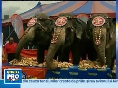 Au incercat sa intreaca trei elefanti intr-un concurs de mancat!