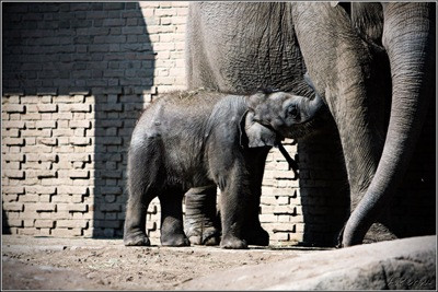 Pui de elefant asiatic, nascut in captivitate!