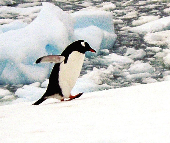 Angela Merkel este mamica. A adoptat un pinguin