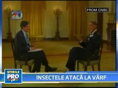 Cei mai puternici oameni din lume, fata cu reactiunea insectelor!