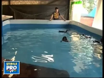 O noua atractie la delfinariul din Constanta: patru pinguini africani!