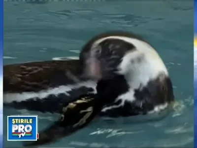 O noua atractie la delfinariul din Constanta: patru pinguini africani!