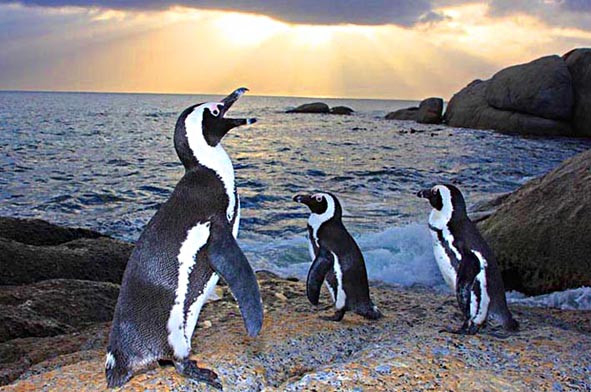 Pinguinii africani si pasarile flamingo, la un pas de disparitie