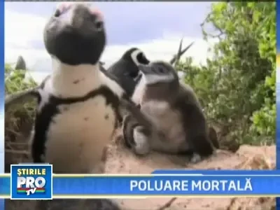 Pinguinii africani si pasarile flamingo, la un pas de disparitie