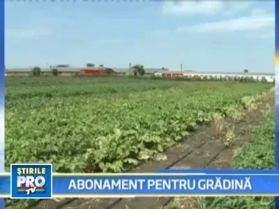 Legumele bio, noua moda la romani!