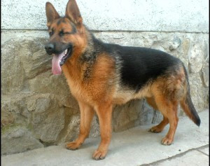 Fetita de 2 ani, desfigurata de cainele lup al strabunicii!