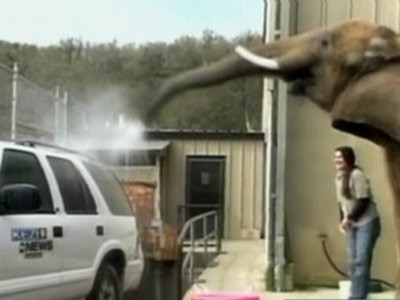 Elefantul iti spala masina! E nou angajat la spalatorie!