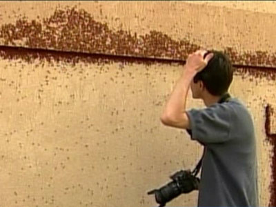 Sunt mici, rosii si au invadat o comunitate montana din Colorado