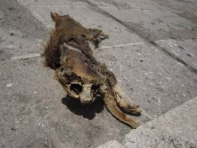 Incident "puturos"! Tone de lesuri de animale, imprastiate pe sosea