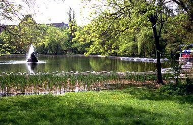 Ciorile ne-au invadat parcurile! Vezi cum le alunga primaria