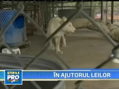 Trei lei albinosi salvati de la moarte sigura!