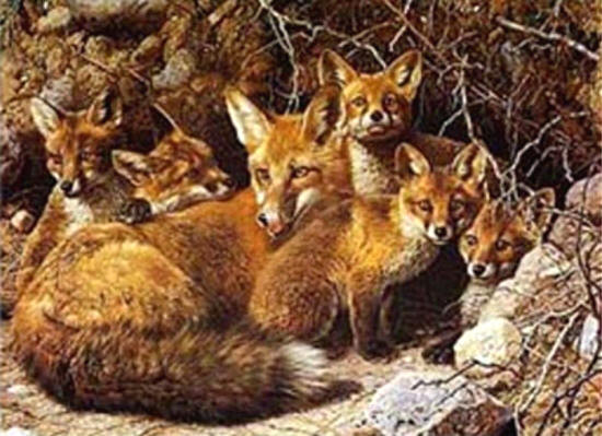 Vulpile din judetul Mures, in atentia autoritatilor