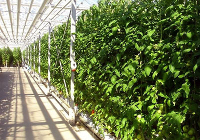 Au ajuns turcii sa ne invete agricultura si aproape ca ne-au cucerit