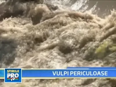 S-a rupt digul, iar apa a distrus recoltele! Totul din cauza unor... vulpi!