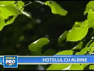 V-ati caza intr-o camera plina de albine?