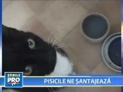 Miauuu! Pisicile, maestre in arta manipularii!